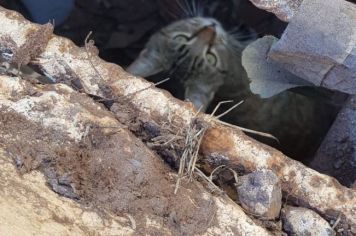Defesa Civil resgata gato de bueiro em Taquarituba