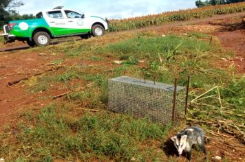 Defesa Civil de Taquarituba realiza resgate e soltura de saruês localizados na zona urbana