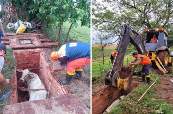 Vaca resgatada com sucesso após cair em fossa séptica Parque Industrial