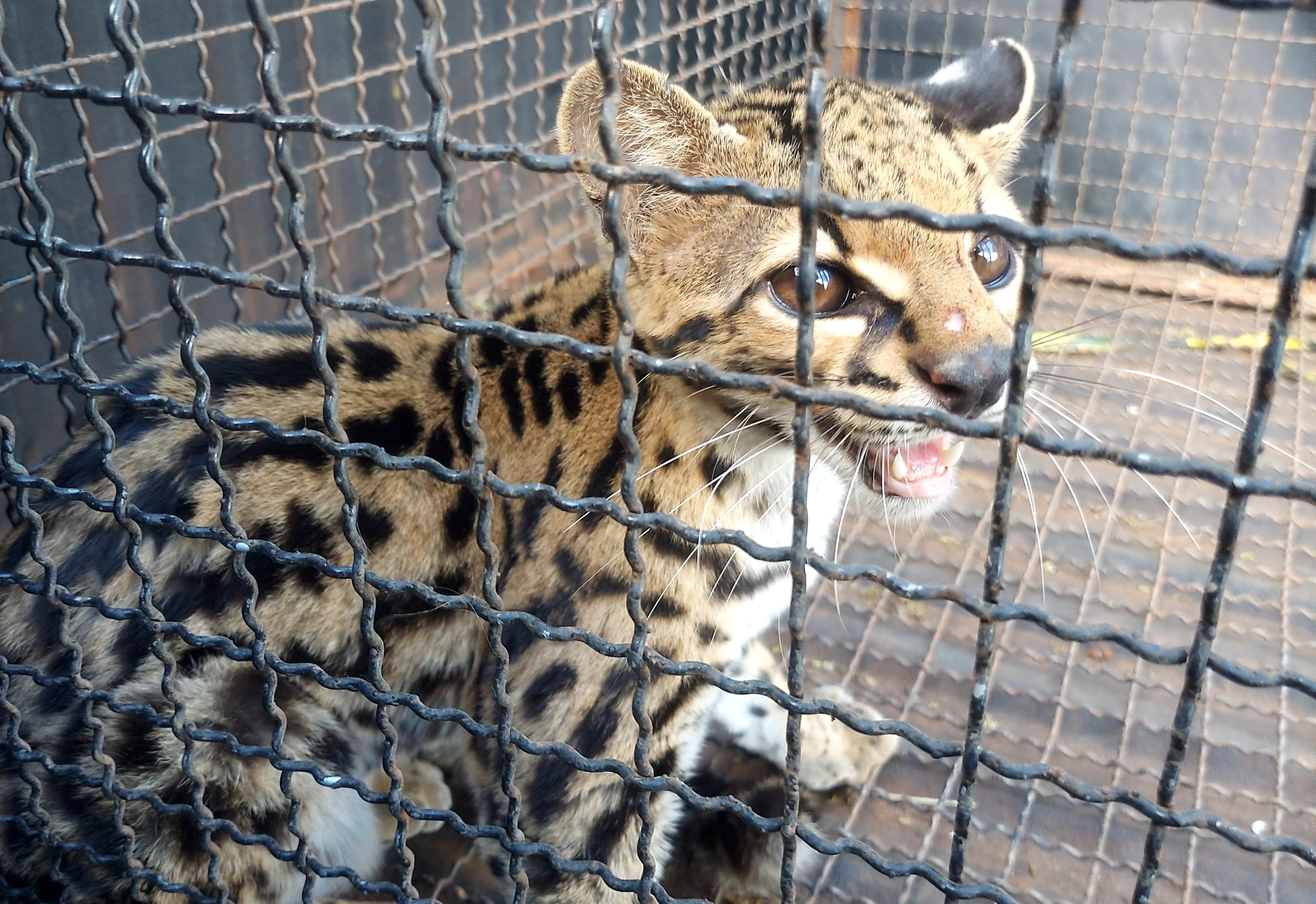 Jaguatirica é capturada pela Defesa Civil de Taquarituba em oficina próxima à área de mata