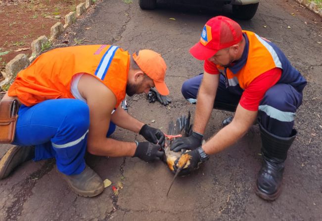 Defesa Civil de Taquarituba alerta sobre ameaça à vida selvagem em parques urbanos