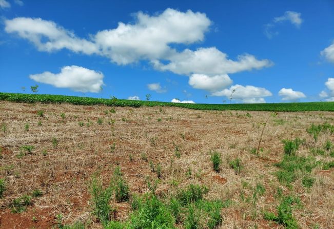 Mais de 6.000 mudas de árvores nativas foram plantadas e 3 nascentes vem sendo recuperadas.