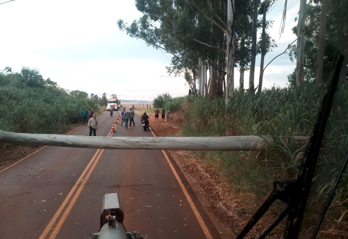 Eucalipto cai em estrada vicinal de Taquarituba