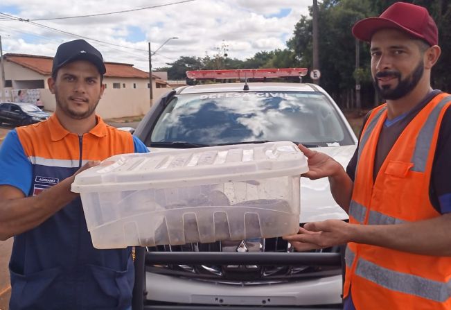 Com apoio da população, Defesa Civil de Taquarituba resgata jiboia de 2 metros na zona urbana