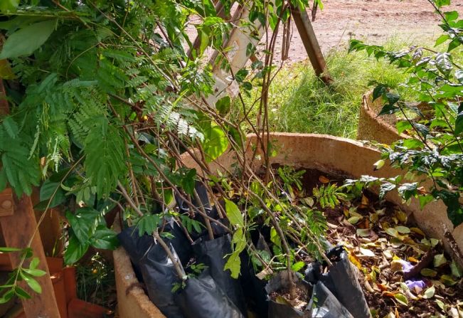 Agricultores recebem mudas de árvores nativas através da Coordenadoria de Agricultura, Abastecimento e Meio Ambiente