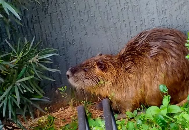 Defesa Civil de Taquarituba resgata animais durante incêndio em vegetação. 