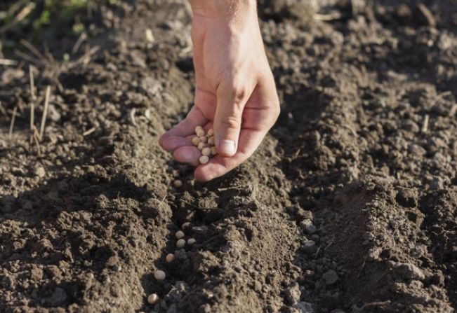 Coordenadoria de Agricultura, Abastecimento e Meio Ambiente comunica disponibilidade de sementes a custos interessantes